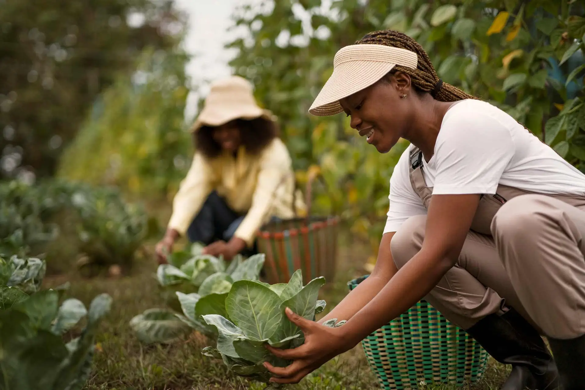 Cosechas de verduras Senegal Agrolife